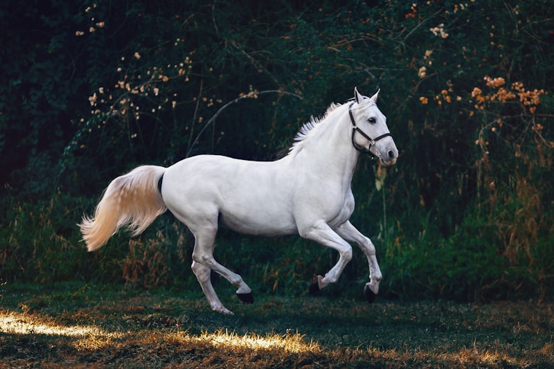 Horses grazing in the pasture